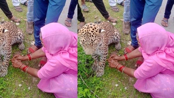 அன்பு எப்போதுமே அனாதையில்லை.. சிறுத்தைக்கு ராக்கி கயிறு கட்டி நெகிழ வைத்த பெண்!