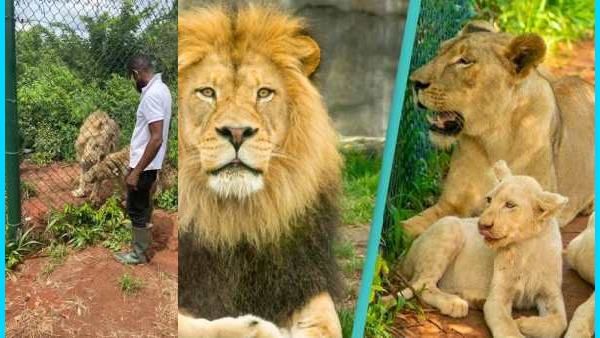 ஈரக்குலையே நடுநடுங்கி போச்சு.. சிங்க குட்டியை திருட, கிட்ட கிட்ட நெருங்கிய நபர்.. அப்பறம் பார்த்தால்?