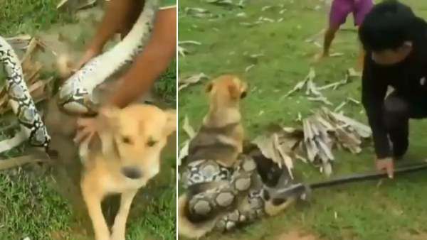 நாயை உயிருடன் விழுங்க வந்த மலைப்பாம்பு.. ஹீரோ போல போராடிய 3 சிறுவர்கள்.. நெகிழ வைக்கும் வீடியோ!