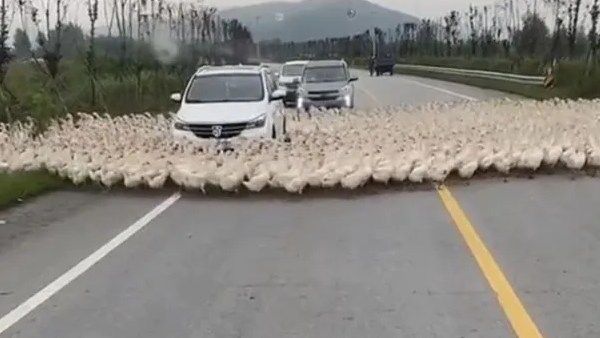 வாத்துக்கள் ஏற்படுத்திய டிராபிக் ஜாம்.. ஆபிசுக்கு போனும் வழிவிடுங்கள்.. கலாய்த்த நெட்டிசன்கள்!