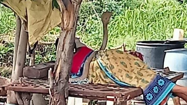 படம் எடுத்து நின்ற பாம்பு.. பதறாமல் சாதுர்யமாக தப்பித்த பெண்.. டிரெண்டாகும் திக்.. திக்.. வீடியோ!