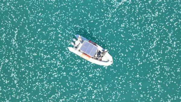 பளபளவென ஜொலிக்கும் கடல்.. உற்றுப்பார்த்தால் பல்லாயிரம் ஜெல்லி மீன்கள்.. ஆனா.. அதுலதான் ஆபத்தே!