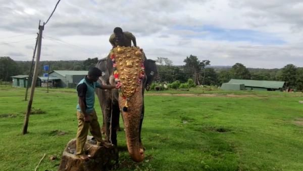 மூர்க்கத்தனமாக ‘மூர்த்தி’.. மிரளவிட்ட ‘முதுமலை’! இனிமே ரெஸ்ட் தான்! கண்ணீர் மல்க கிடைத்த கவுரவம்!