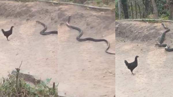 எந்தாதண்டி பாம்பு.. அசால்ட்டாக கொத்தியே விரட்டிய கோழி.. பரபரத்து பார்த்த பொள்ளாச்சி