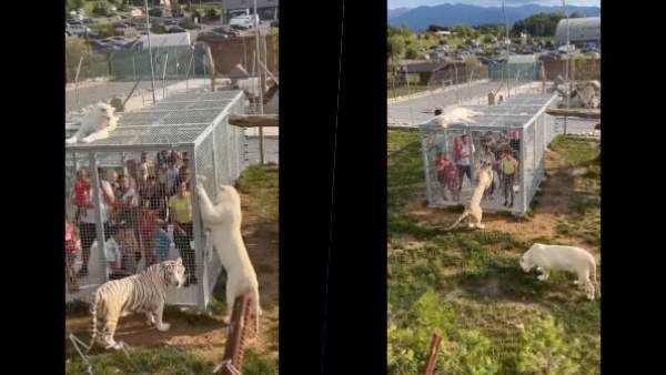 கூண்டுக்குள் மனிதர்கள்.. சுதந்திரமாக திரியும் விலங்குகள்.. வித்தியாசமான மிருககாட்சி சாலையை பாருங்க