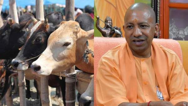 உ.பியில் 50 பசு மாடுகள் மர்மமாக உயிரிழப்பு. . 