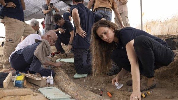 5 லட்சம் ஆண்டுகளுக்கு முன்பு வாழ்ந்த ராட்சத யானை! நீண்ட தந்தம் கண்டுபிடிப்பு.. ப்பா இவ்வளவு பெரிதா?