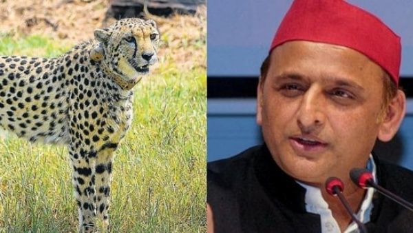 இது சீட்டாவா?.. கர்ஜிக்காமல் ஏன் பூனை மாதிரி கத்துது.. வீடியோவுடன் சந்தேகம் கிளப்பிய அகிலேஷ் யாதவ்