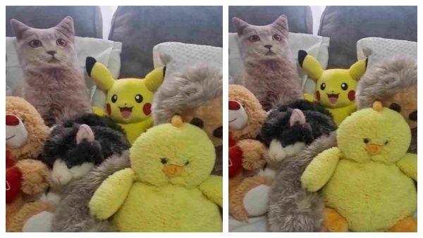 இங்கே ஒரு பூனைக்குட்டி ஒளிஞ்சு இருக்கு.. கண்டுபிடிச்சி கொடுங்க பாஸ்.. 11 செகண்ட்ஸ் தான் டைம்