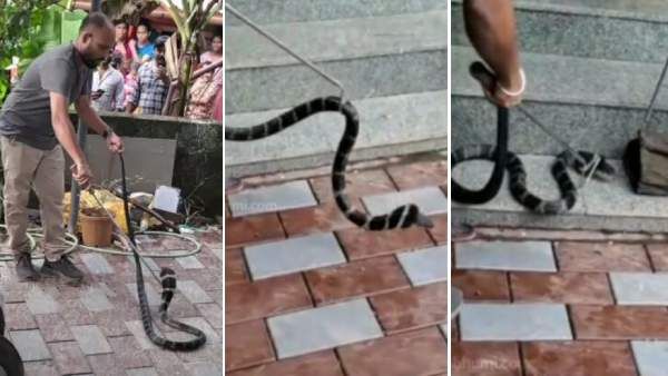 200 கி.மீ. தூரம்.. சொகுசு காரில் 1 மாதம் தங்கி.. வாவா சுரேஷுக்கே டிமிக்கி கொடுத்த 10 அடி ராஜநாகம்