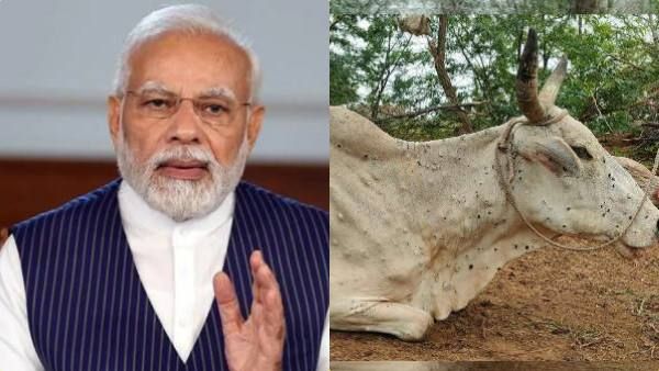 மாடுகளின் உயிரை பறித்து வரும் தோல் கழலை நோய்க்கு உள்நாட்டிலேயே தடுப்பூசி.. பிரதமர் மோடி தகவல்