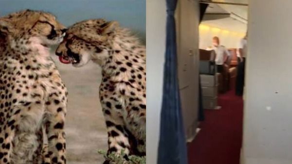 பாதுகாப்பாக இந்தியா வரும் சீட்டாக்கள்.. விமானத்தில் என்னென்ன ஏற்பாடுகள் தெரியுமா?