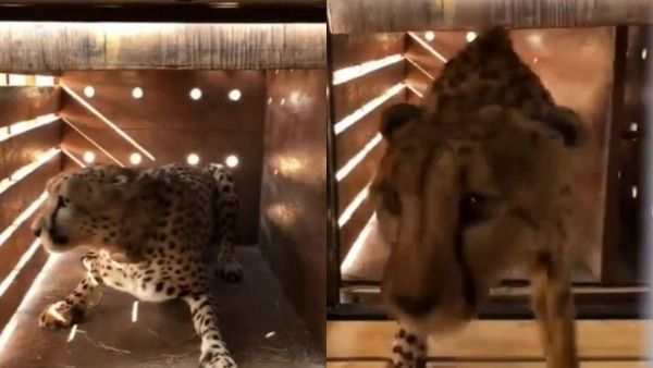 இந்திய மண்ணில் களமிறங்கியது சீட்டாக்கள்..தனது பிறந்தநாளில் குனோ பூங்காவில் விடுவித்தார் பிரதமர் மோடி