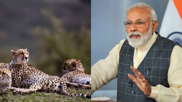 சீட்டாக்கள் இந்தியா வருகை: பிரதமர் மோடி நடத்திய தமாஷ்.. காரணங்களை அடுக்கி விமர்சித்த காங்கிரஸ்!