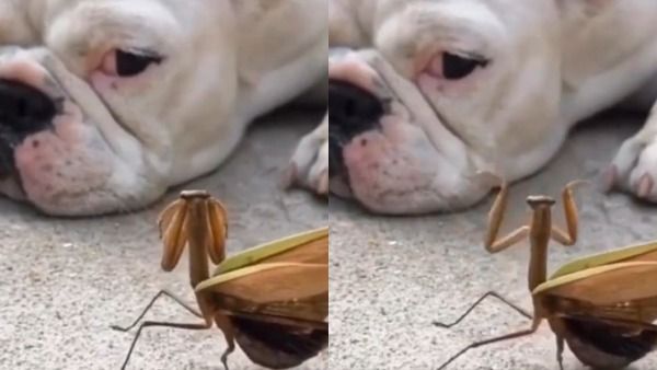 பெரிய ஆட்டக்காரனா இருப்பானோ.. நாய்க்கு முன்பு 'டிஸ்கோ டான்ஸ்' ஆடிய வெட்டுக்கிளி.. கலக்கல் வீடியோ