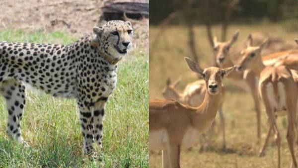 இந்தியா கொண்டுவரப்பட்ட சீட்டாக்களுக்கு மான்களை இரையாக கொடுக்காதீங்க.. பிஷ்னோய் சமூகம் அதிரடி கடிதம்