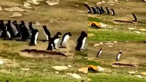 'நண்பேன்டா'.. வேறு குரூப்புடன் சென்ற பென்குயின்.. தலையில் தட்டி.. திருப்பி கூட்டி வந்த 'பெஸ்ட்டீ'