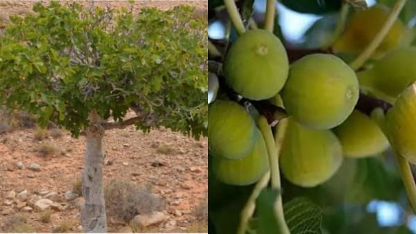  சிறு வயதில் பயந்த மாதிரியே! மனிதனின் வயிற்றில் வளர்ந்த 