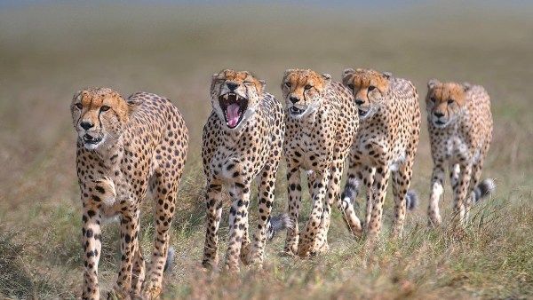 ஓஹோ.. வெளிநாட்டில் இருந்து இந்தியா வரும் 8 சிறுத்தைகள்.. 1000 உள்ளூர் நாய்களுக்கு ரேபிஸ் தடுப்பூசி