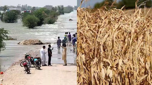 பாகிஸ்தானை உலுக்கிய வெள்ளம்.. கனமழைக்கு இதுதான் காரணமா? ஆய்வாளர்களின் அதிர்ச்சி தகவல்