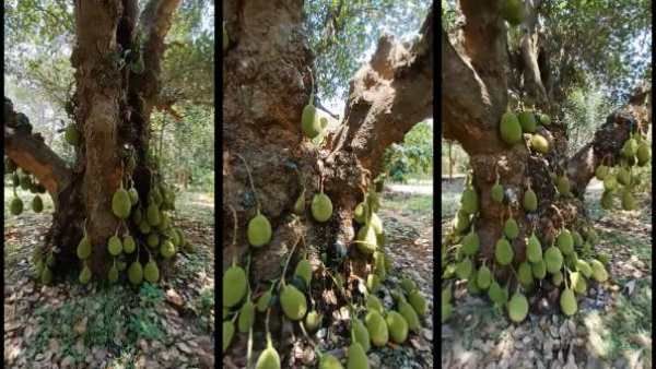 தமிழ்நாட்டை சேர்ந்த ஒரு பலா மரம்.. இந்தியாவையே திரும்பி பார்க்க வைத்துள்ளது.. ஏன் தெரியுமா?