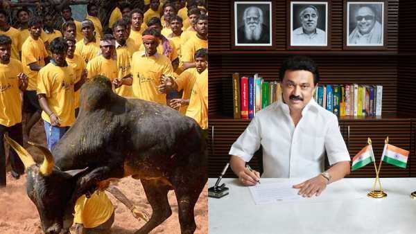 ஜல்லிக்கட்டுக்கு தனி மைதானம் உருவாக்கும் ஸ்டாலின்! - நாட்டு மாடுகளைக் காப்பதன் பின்னணி