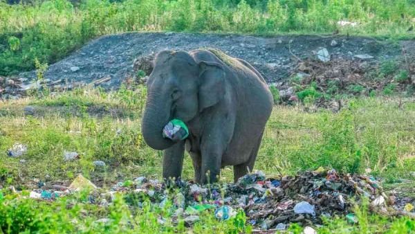 கொடுமை! வனப்பகுதியில் பிளாஸ்டிக் பைகளை சாப்பிடும் காட்டு யானை! ஷாக் ஆகிப் போன சுற்றுலாப் பயணிகள்!