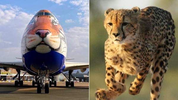 70 ஆண்டு காத்திருப்பு.. ரெடியான புலி முக விமானம்! இந்தியாவில் கர்ஜிக்க போகும் நமீபியா 