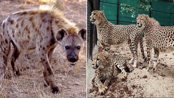 கழுதைப்புலிகள் ஆபத்து? குனோ பூங்கா சீட்டாக்களுக்கு உகந்த இடம்தானா? சந்தேகம் கிளப்பும் நிபுணர்கள்