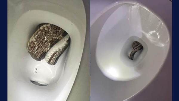 ஹய்யயோ.. உடம்பெல்லாம் நடுங்கி போச்சே.. அதுவும் டாய்லெட்டுக்குள்ளேயே.. அலறிய குடும்பம் பாருங்களேன்