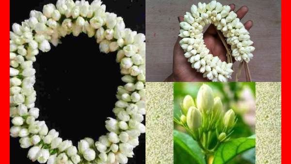 மல்லி மல்லி.. மவுசு மங்காத 