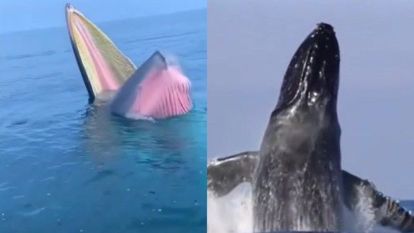 படகு கவிழ்ந்திருக்கிறதே? அருகே போய் பார்த்தால்.. ஐஐயோ.. சுற்றுலா பயணிக்கு நடந்த திக் திக் சம்பவம்!