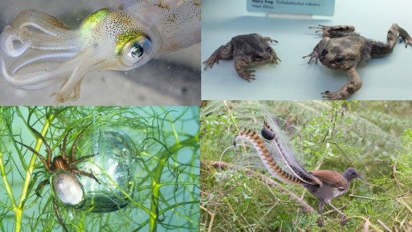 உடம்பே சிலிர்க்கும்! வேற லெவல் 'சூப்பர் பவர்களை' கொண்ட 4 விலங்குகள்! அதிசயம்! தெரிஞ்சுக்கலாம் வாங்க