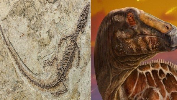 இதுவரை சொன்ன காரணமே இல்லை.. டைனோசர் இனம் அழிந்தது எப்படி.. வெளியான புதிய தகவல்கள்!