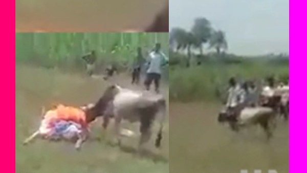 ஈரக்குலையே நடுங்கி போச்சு.. ஓனர் சடலத்தை தேடி அலைந்த கன்று.. கதறி கதறி கண்ணீர்.. நொறுங்கிய இதயம்