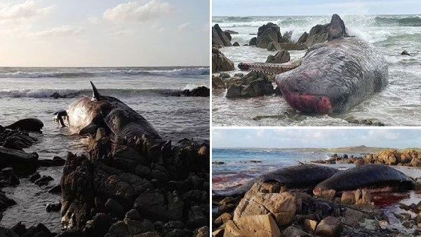 ப்ளூ கலரில் மாறிய ஹார்பர்.. கொத்து கொத்தாக திமிங்கலங்கள்.. என்ன நடந்தது?.. மேக்வாரியில் பரபரப்பு..!