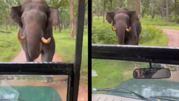 கேப்டன் கூல், உலகின் சிறந்த டிரைவர் நீங்கதான்.. யானையிடம் தப்பியவரை பாராட்டி ஆனந்த் மகிந்திரா ட்விட்