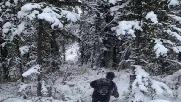 ஆப்டிகல் இல்யூஷன்: படத்தில் இருப்பது நாயின் உருவமா? அல்லது மனிதனா?.. கண்டுபிடிங்க பாஸ்!