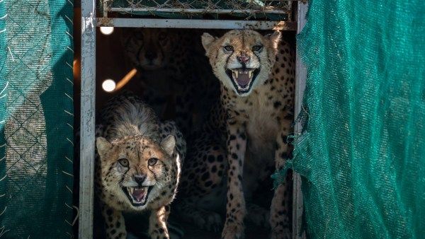 வெடித்தது பஞ்சாயத்து.. சிவிங்கி புலிகள் இந்தியாவில் நீண்டகாலம் வாழாது- சூழல் ஆர்வலர்கள் வார்னிங்!