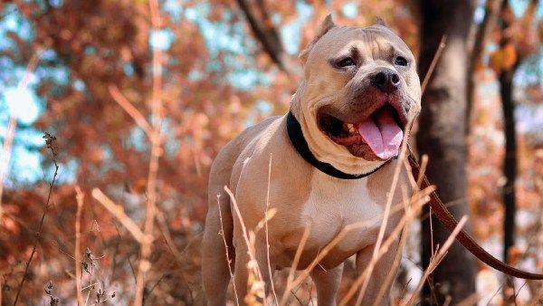 குட்டையான உருவம்! வலுவான தாடை.. கொழுக் மொழுக் தசைகள்! ஆபத்தான பிட்புல் நாய்களுக்கு கான்பூரில் தடை!
