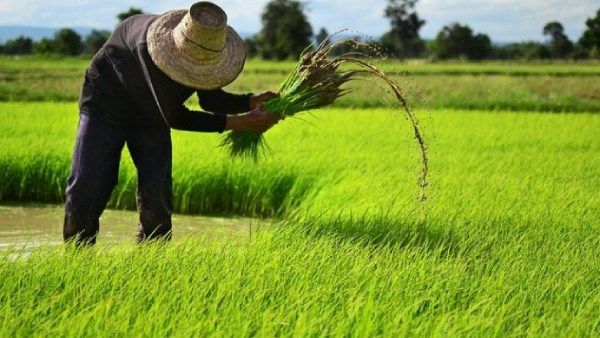 ரசாயன உரங்களுக்கு தடை எதிரொலி: 6 லட்சம் டன் தரமில்லா அரிசி இறக்குமதி.. புலம்பும் இலங்கை அமைச்சர்