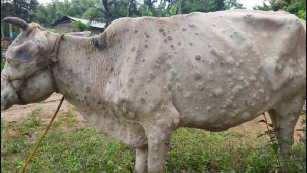 வட மாநிலங்களில் கால்நடைகளை வாட்டும் தோல் கழலை நோய்! தமிழகத்தில் உஷார் நடவடிக்கைகள் தீவிரம்!