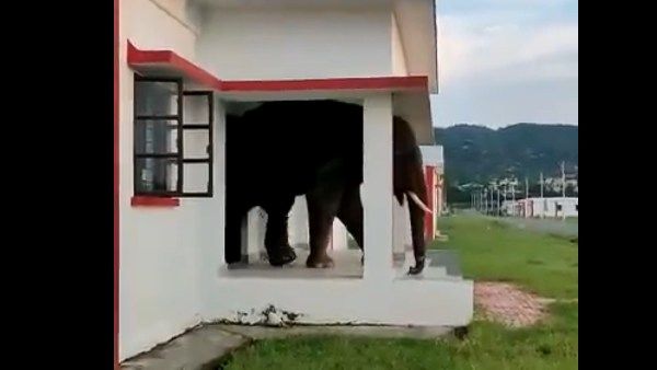 சாப்பாட்டு ராமன்.. யானை எடுத்த 