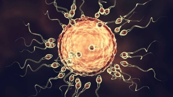 கருத்தரிப்பு பிரச்னைக்கு வந்தாச்சு சூப்பர் தீர்வு.. அந்த புரதம் ரொம்பவே முக்கியமாம்! தெரிஞ்சுகோங்க