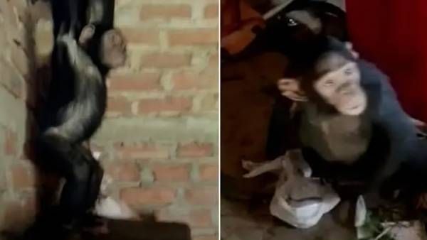 இது கொஞ்சம் ஓவர்தான்.. சிம்பன்சி குட்டிகளை தூக்கிட்டு போய்.. பணம் கேட்டு மிரட்டிய கடத்தல் கும்பல்!