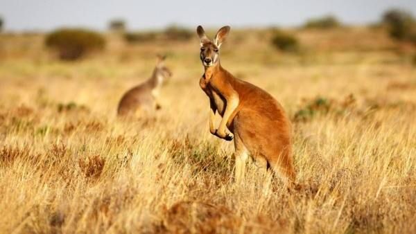 இப்படியும் நடக்குமா.. ஆசையாய் வளர்த்த கங்காரு உயிரை பறித்தது.. துடிக்க துடிக்க ஒரு 'கொலை'