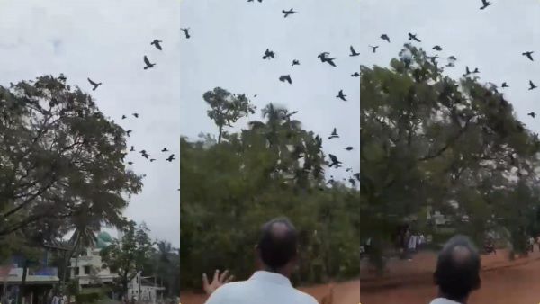 இரக்கமற்ற மனித இனம்.. நூற்றுக்கணக்கான பறவைகளின் அபய குரலோடு மரத்தை சாய்த்த ஜேசிபி! கண்டனங்களால் கைது