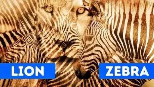 உங்க கண்ணுக்கு முதலில் தெரிந்தது என்ன.. வரிக்குதிரை? சிங்கம்?..கேரக்டரை தெரிஞ்சுக்க சூப்பர் ட்ரிக்ஸ்