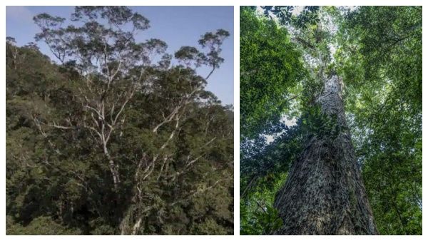 25 மாடி கட்டிட உயரம்! அமேசானில் கண்டுபிடிக்கப்பட்ட மிக உயரமான மரம்.. பிரம்மித்த ஆராய்ச்சியாளர்கள்