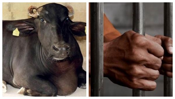 எருமை கன்ற கூட விடவில்லை.. அட காமவெறியனே.. ஒன்று கூட ஊர்